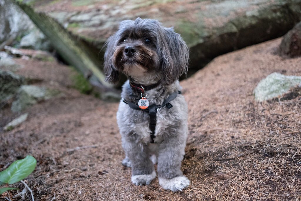 Understanding Stress – A Lesson from Ringo the Dog