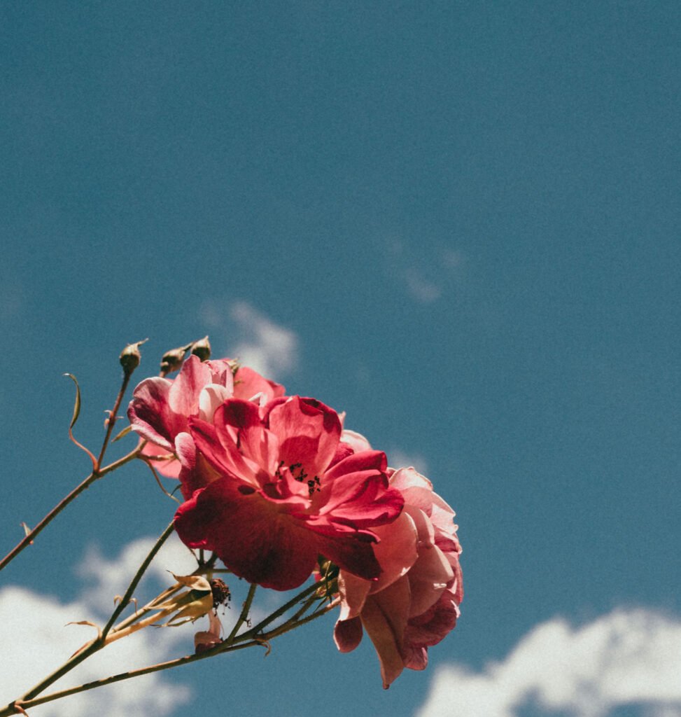 Intention for 2026 – TRUST ♡