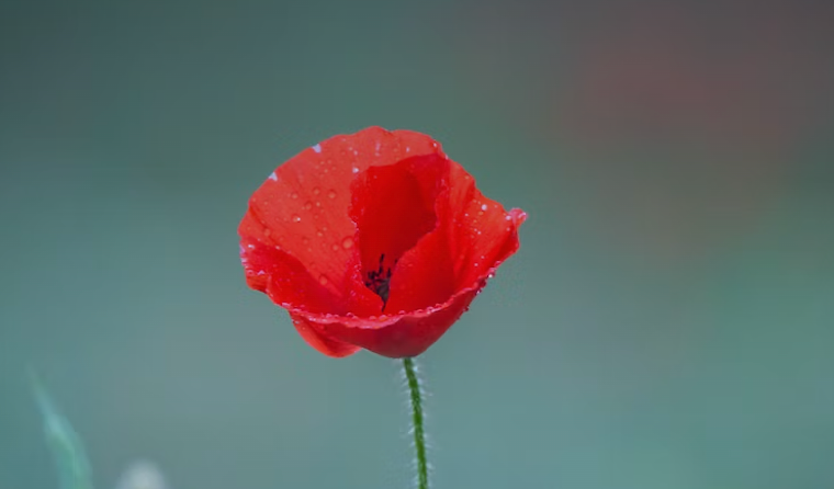 red poppy