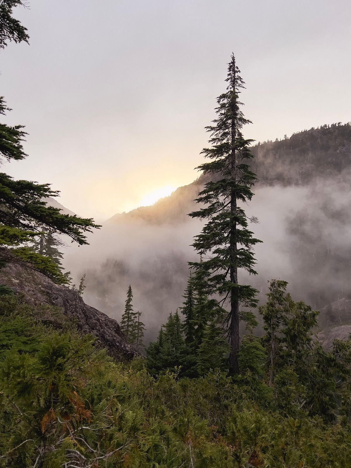 Forest Sunrise in the mountains